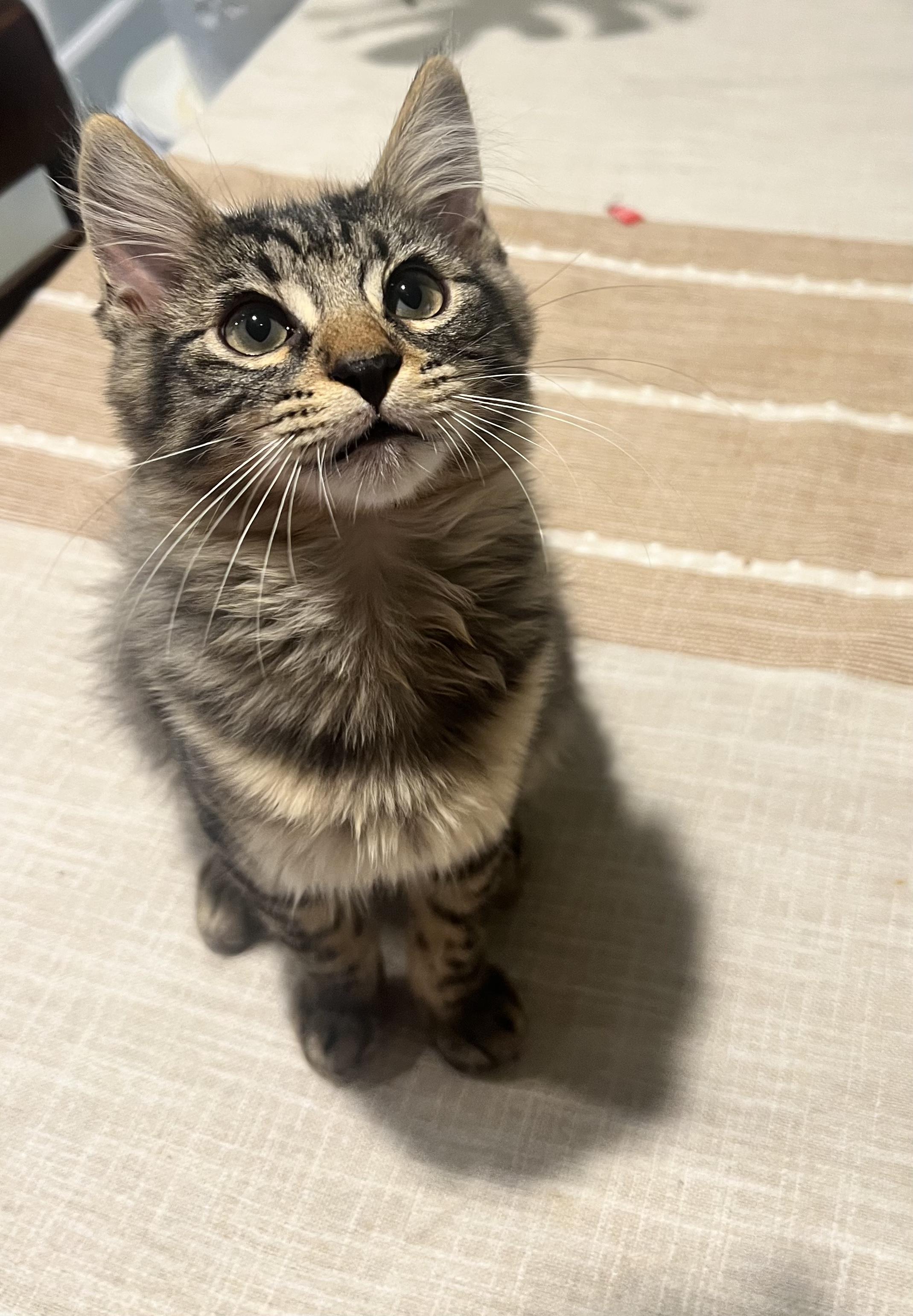 Enlarge Earl Grey, a Adoptable Domestic Long Hair in San Luis Obispo, CA image 2/6