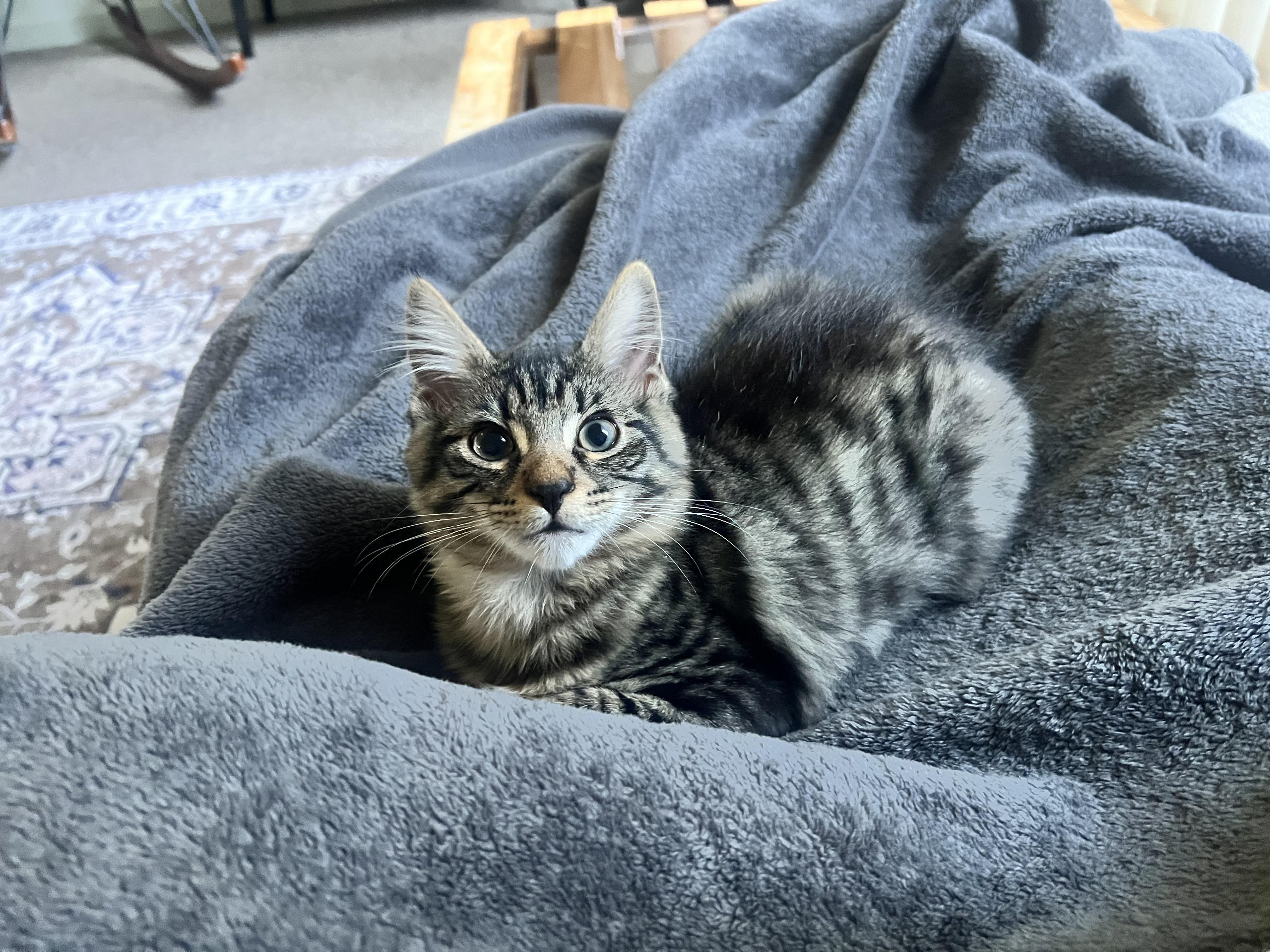 Enlarge Earl Grey, a Adoptable Domestic Long Hair in San Luis Obispo, CA image 6/6