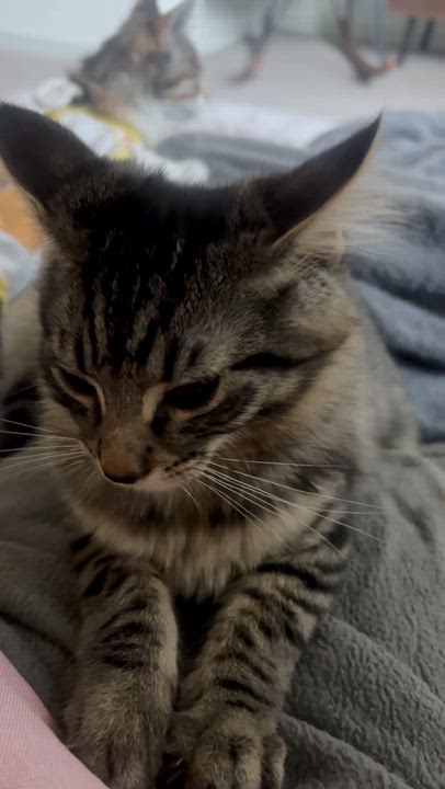 Enlarge Earl Grey, a Adoptable Domestic Long Hair in San Luis Obispo, CA video 3/6