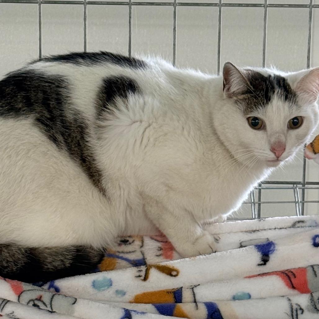 Snowey, Adoptable, Adult Female Domestic Short Hair.