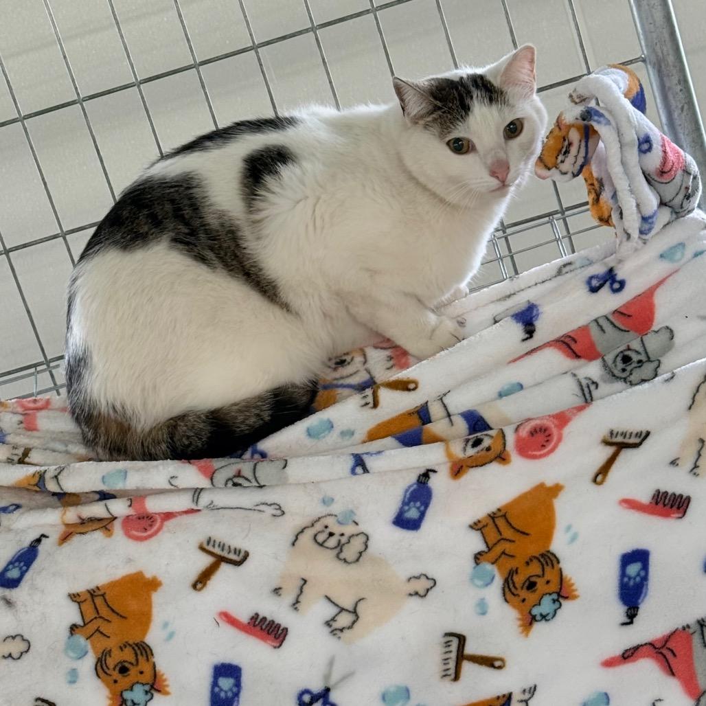Snowey, a Adoptable Domestic Short Hair in East Smithfield , PA image 2/3