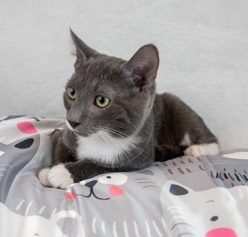 Enlarge Falafel, a Adoptable Domestic Short Hair in Kennesaw, GA image 2/6