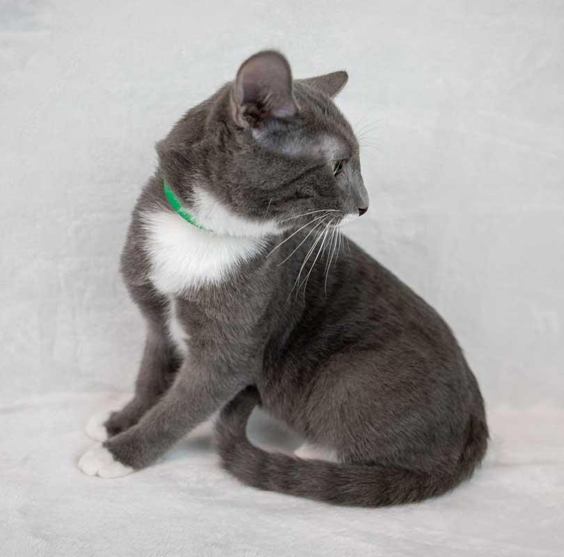 Enlarge Falafel, a Adoptable Domestic Short Hair in Kennesaw, GA image 3/6
