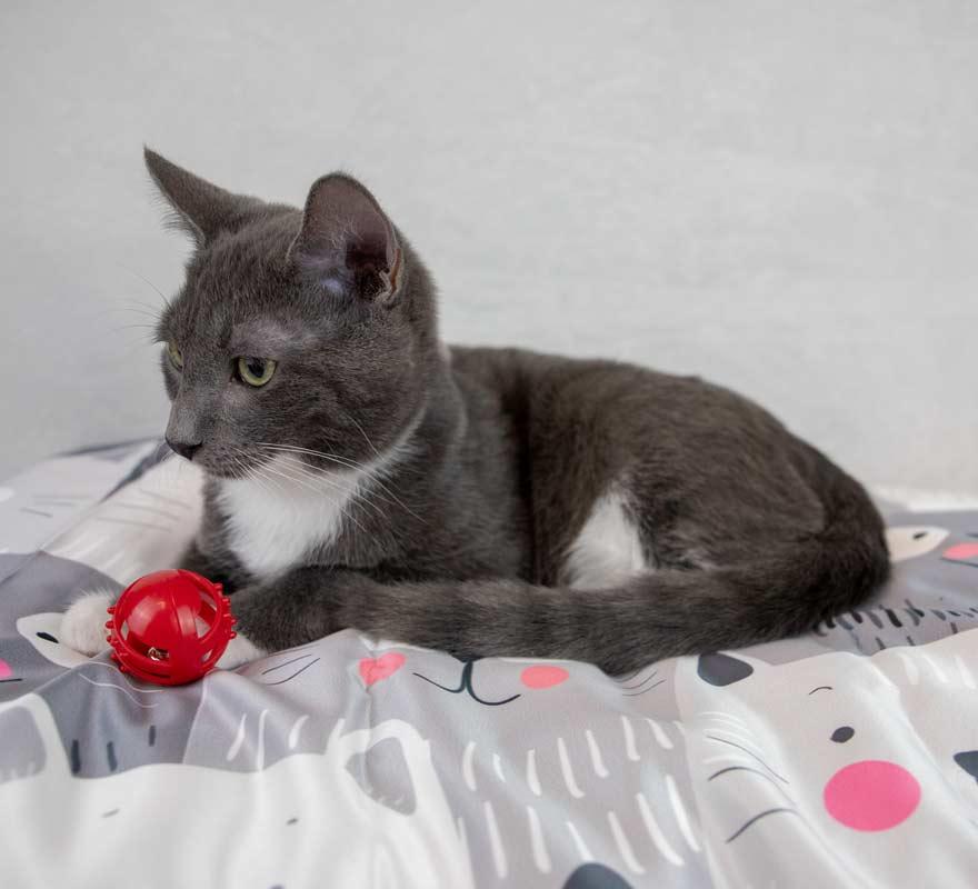 Enlarge Falafel, a Adoptable Domestic Short Hair in Kennesaw, GA image 4/6