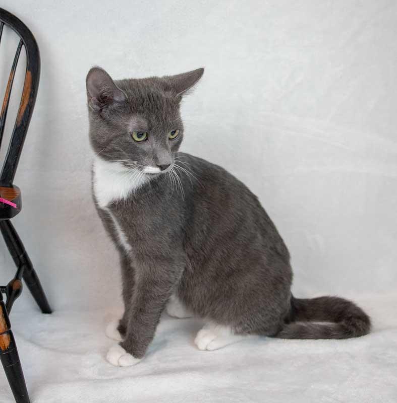 Enlarge Falafel, a Adoptable Domestic Short Hair in Kennesaw, GA image 5/6