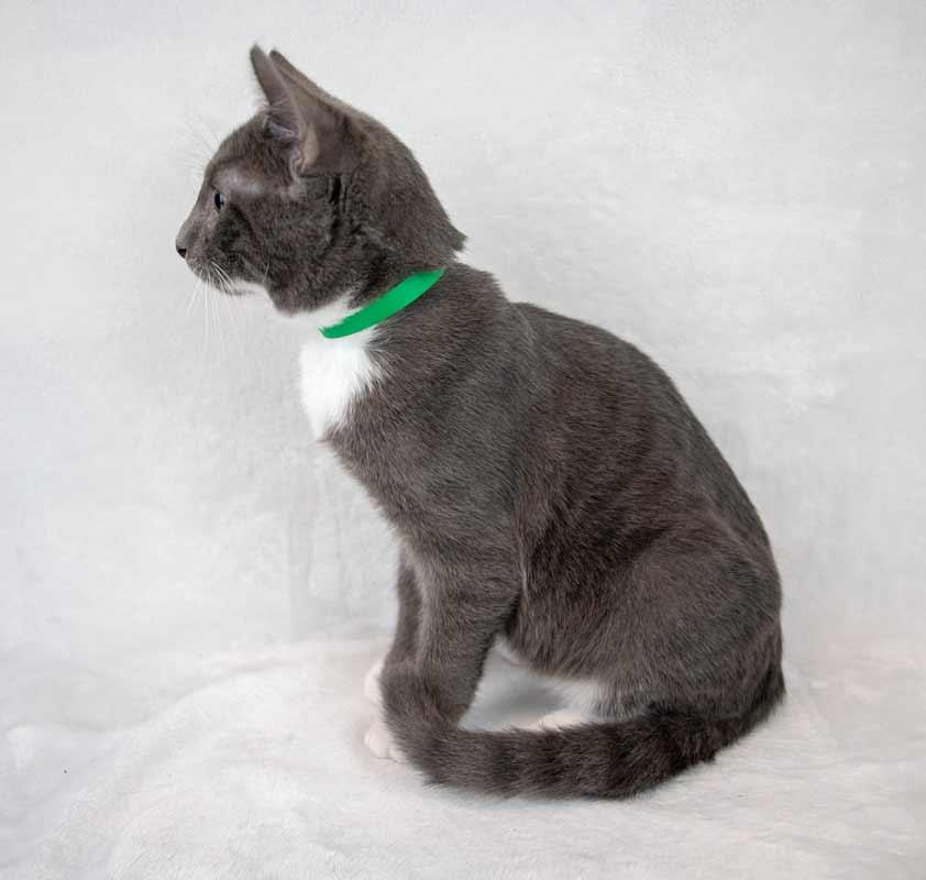 Enlarge Falafel, a Adoptable Domestic Short Hair in Kennesaw, GA image 6/6