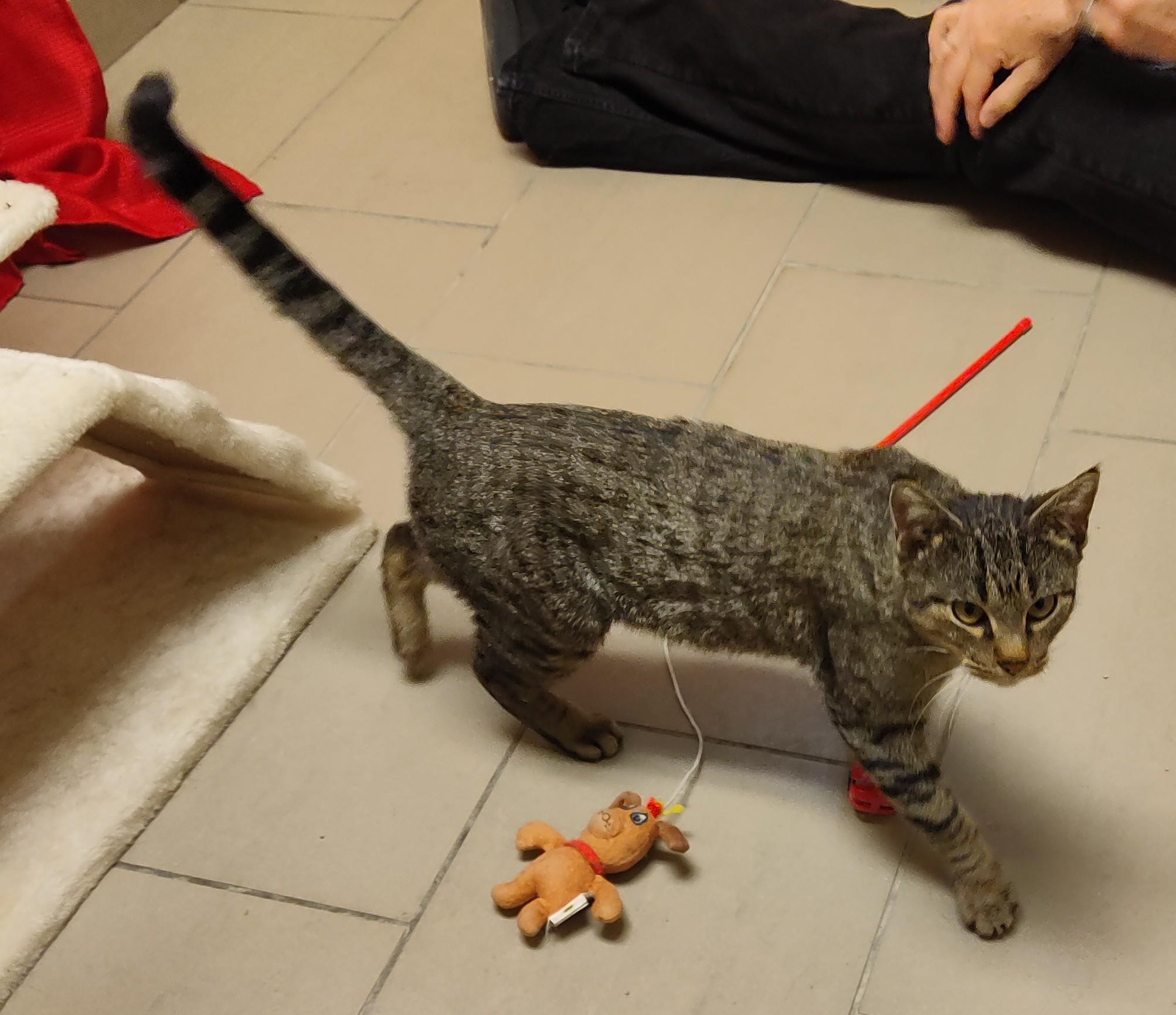 26-0008 "Tabbie", a ADOPTABLE Domestic Short Hair in Leavenworth, KS image 3/4