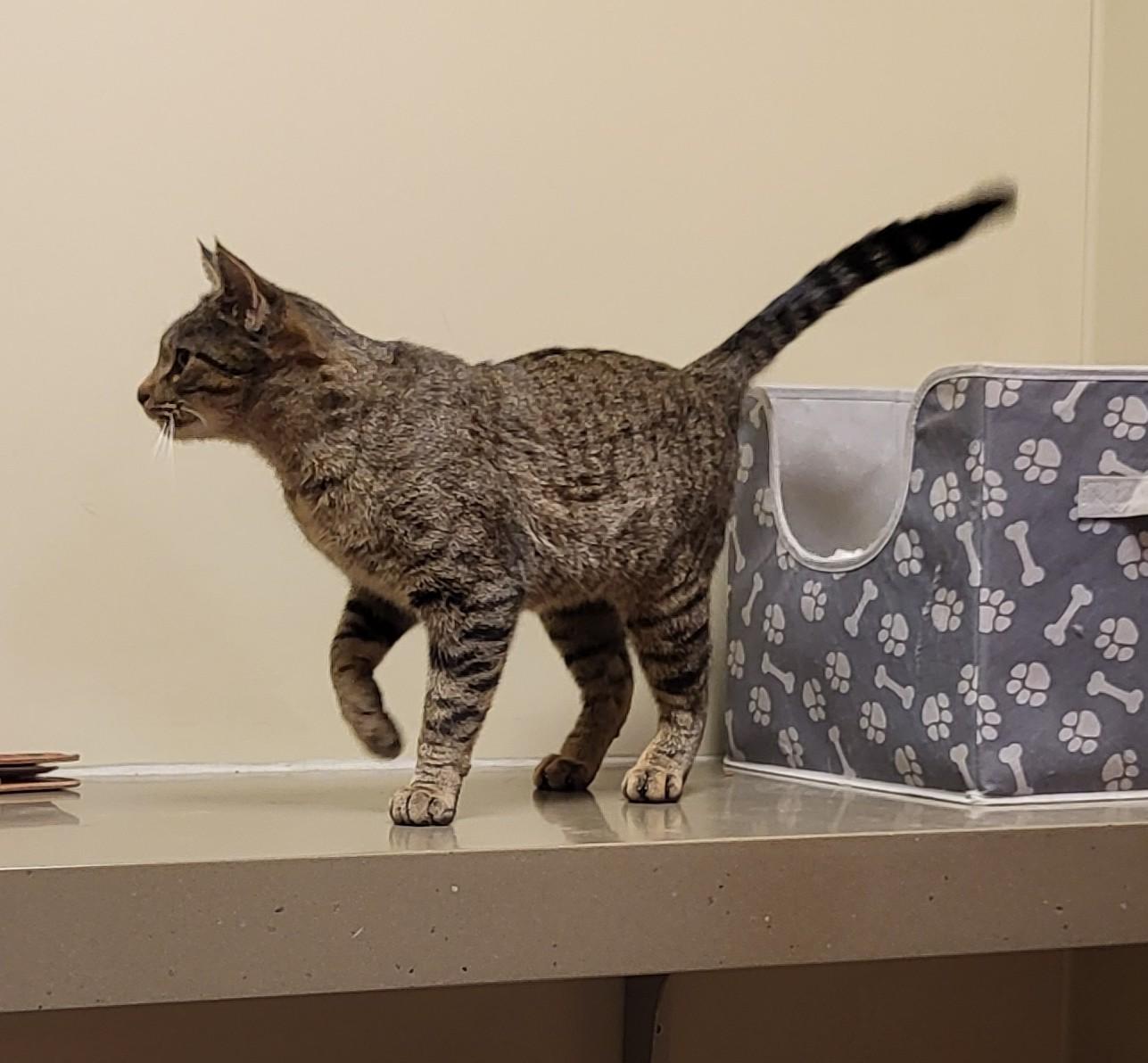 26-0008 "Tabbie", a ADOPTABLE Domestic Short Hair in Leavenworth, KS image 4/4