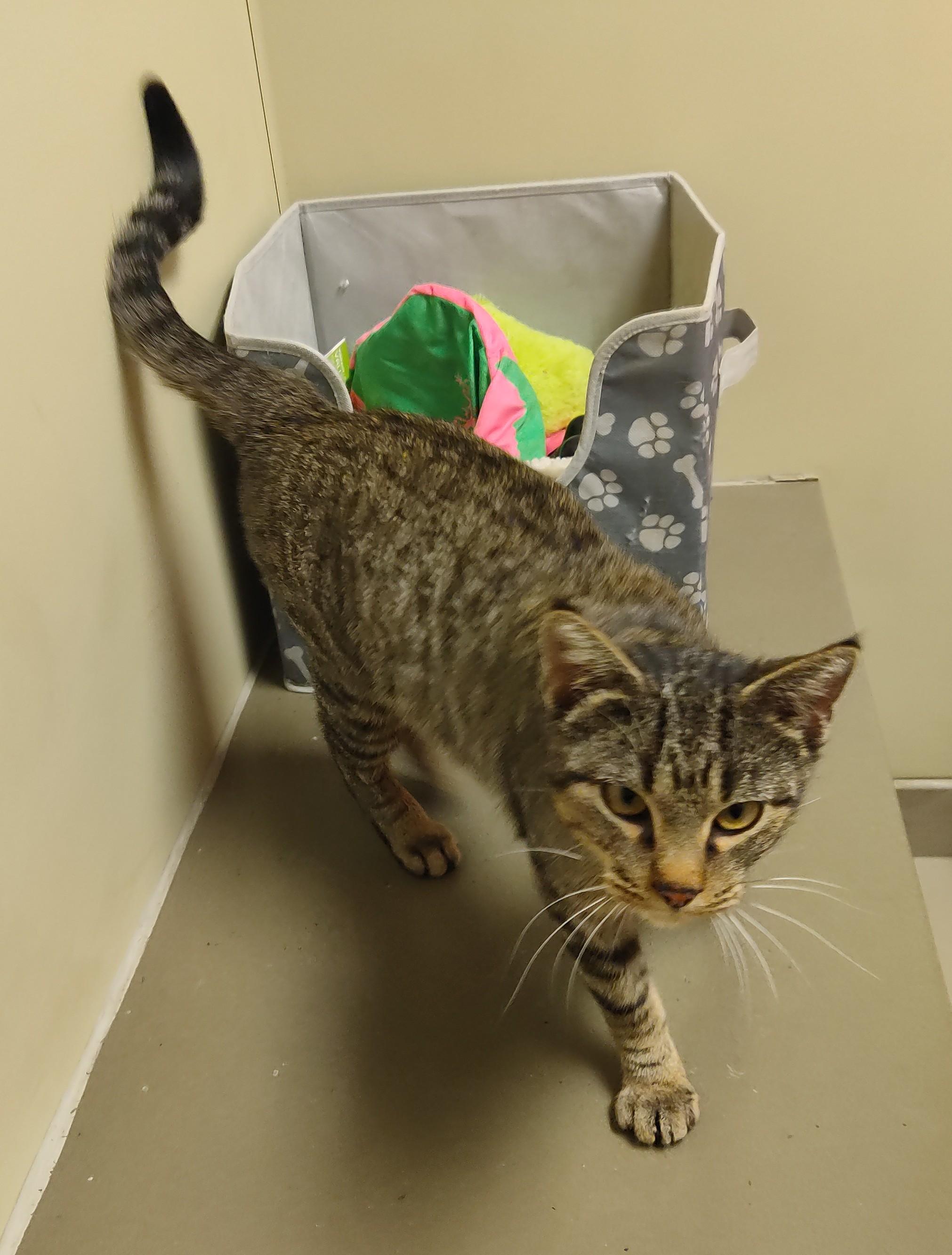 26-0008 "Tabbie", a ADOPTABLE Domestic Short Hair in Leavenworth, KS image 1/4