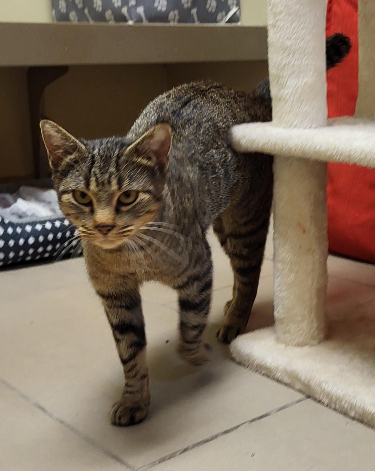 26-0008 "Tabbie", a ADOPTABLE Domestic Short Hair in Leavenworth, KS image 2/4