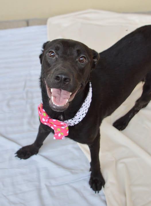 Rose, Adoptable, Young Female Labrador Retriever.