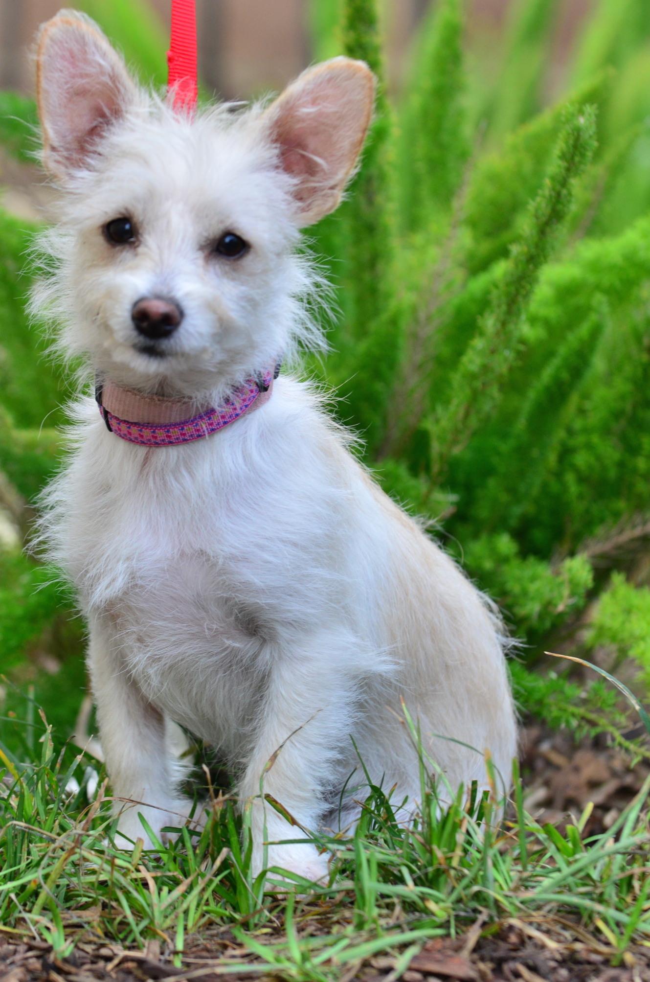 Enlarge Kaylee, a Adoptable Terrier in Eugene, OR image 1/1