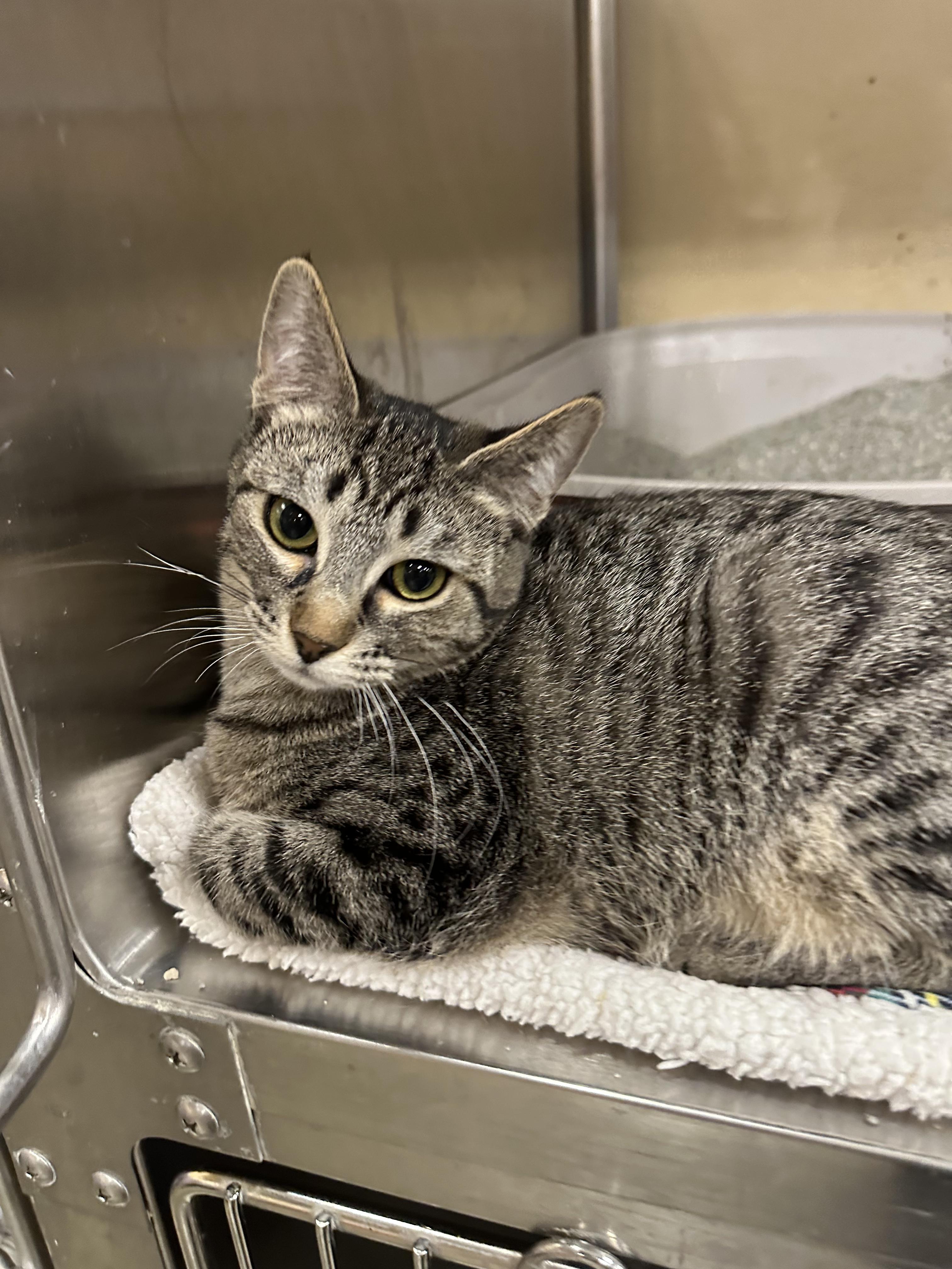 Enlarge Jasmine, a Adoptable Domestic Short Hair in Missoula, MT image 1/1