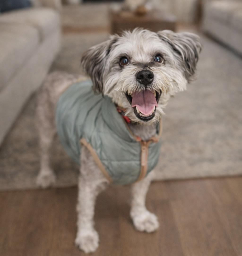 Enlarge Earl Grey, an adopted mixed breed in Waldorf, MD image 1/3