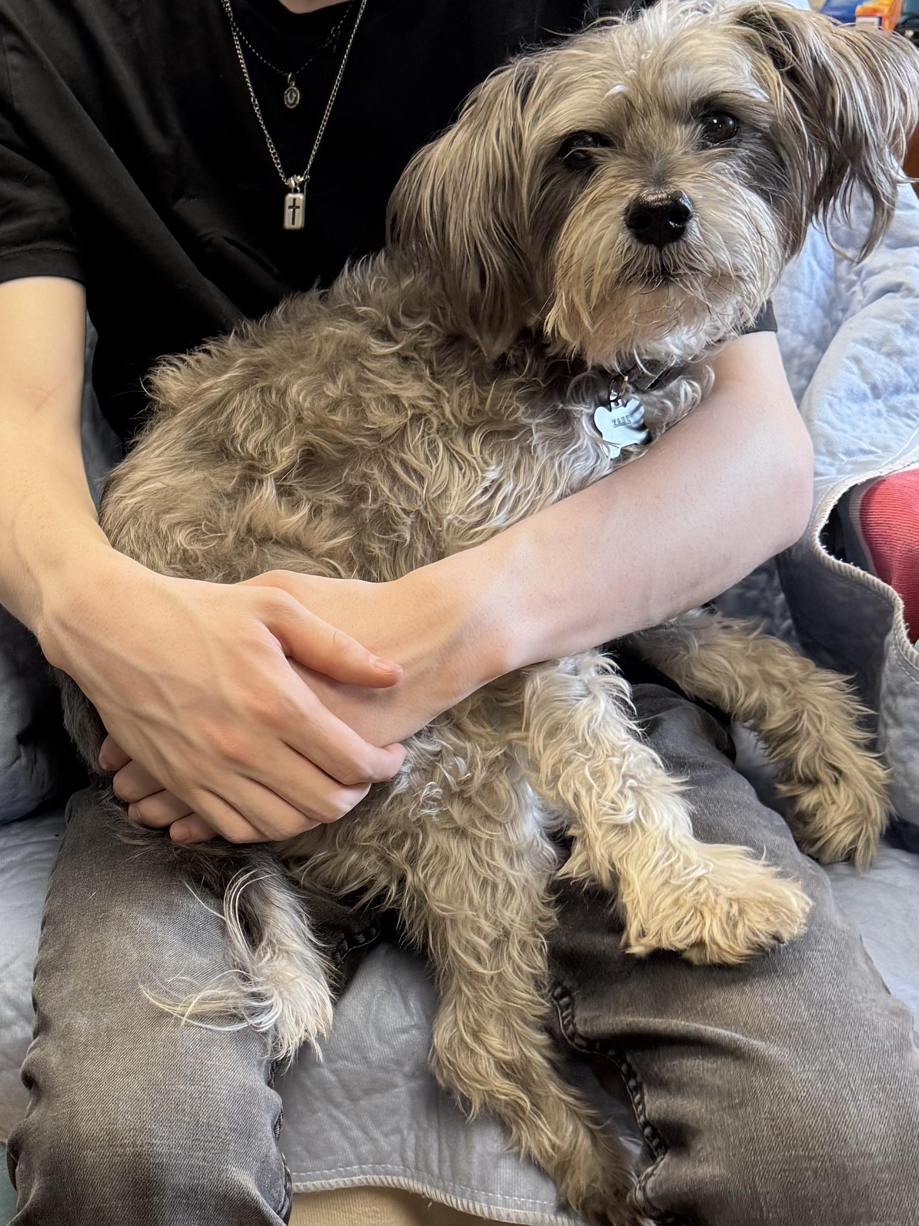 Enlarge Earl Grey, an adopted mixed breed in Waldorf, MD image 3/3