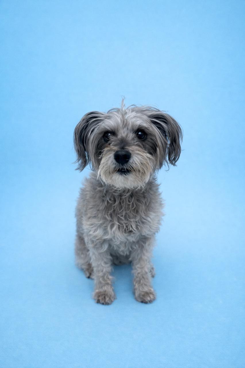 Enlarge Earl Grey, an adopted mixed breed in Waldorf, MD image 2/3