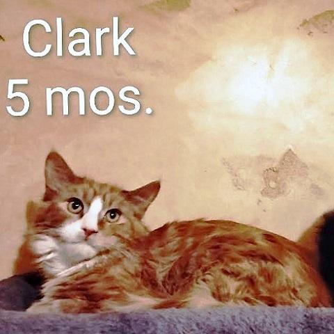 Enlarge Clark, a ADOPTABLE Tabby in Salt Lake City, UT image 1/3