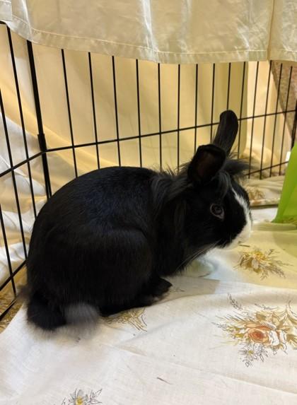 Ravioli, Adoptable, Young Male English Lop & Lionhead.