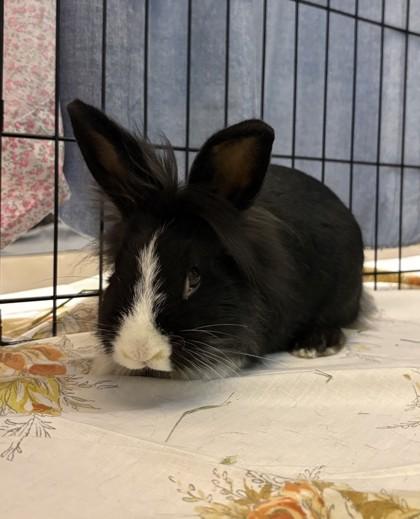 Enlarge Ravioli, a Adoptable mixed breed in Quakertown, PA image 2/3
