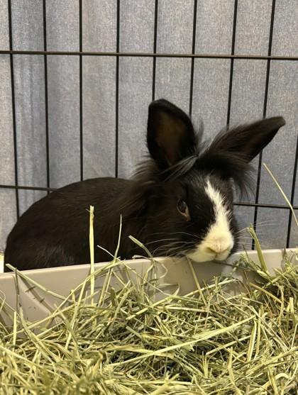 Enlarge Ravioli, a Adoptable mixed breed in Quakertown, PA image 3/3