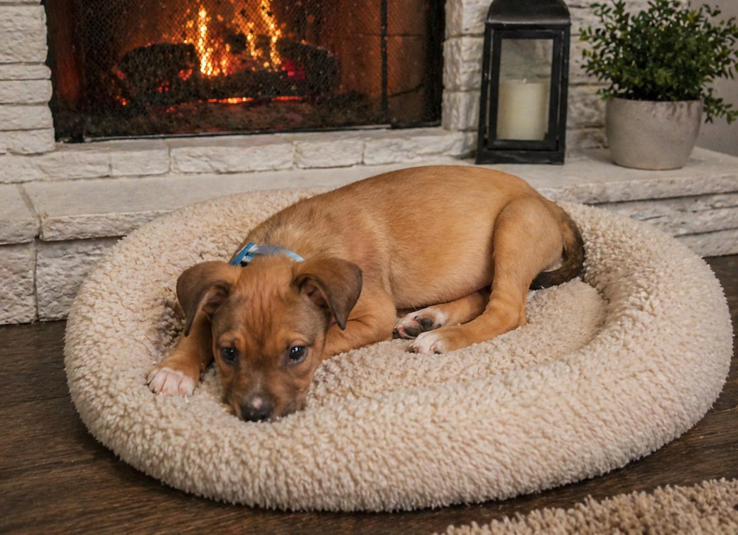 Arlo, a ADOPTABLE mixed breed in Flintstone, GA image 2/3