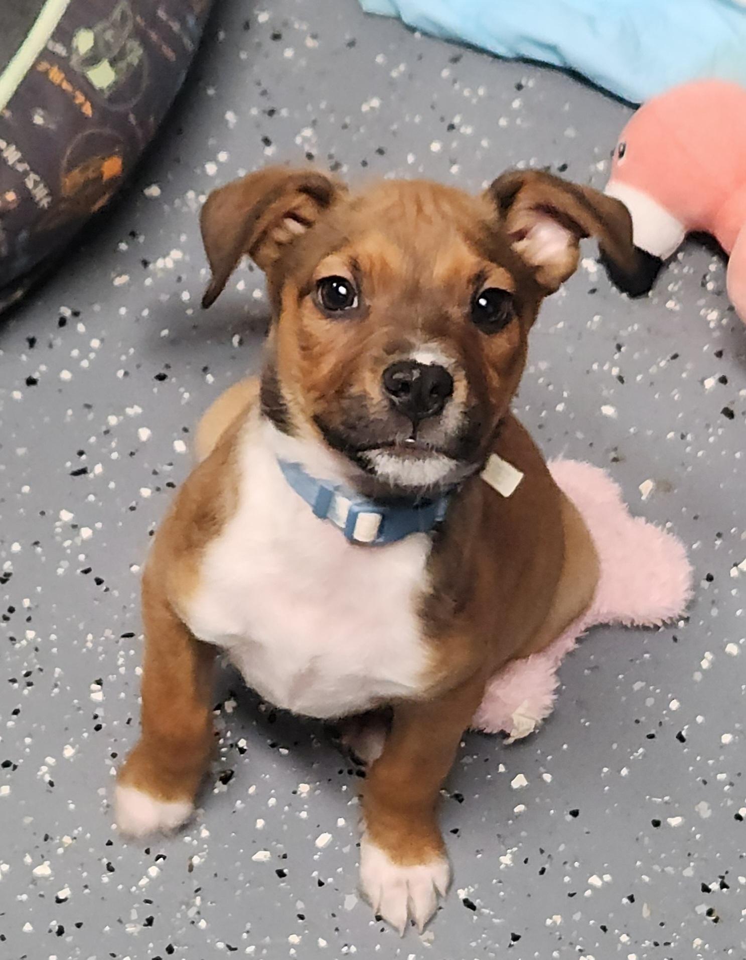 Arlo, a ADOPTABLE mixed breed in Flintstone, GA image 3/3