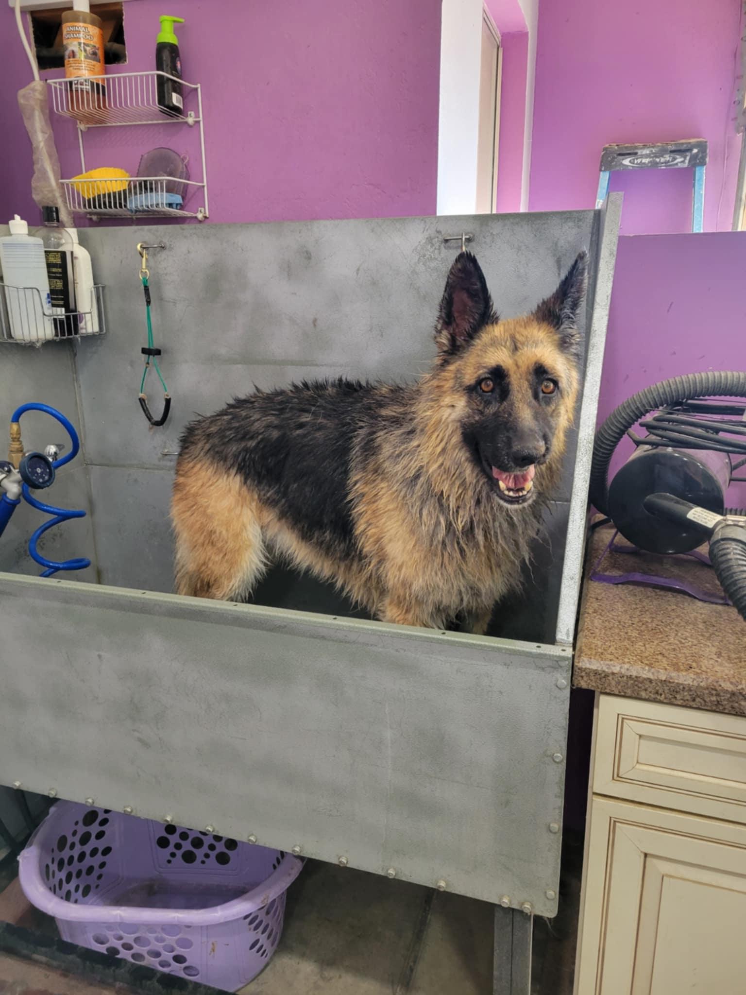 Greta, a Adoptable German Shepherd Dog in Wrightwood, CA image 3/4