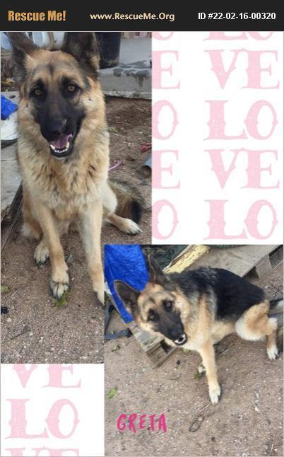 Greta, an adoptable German Shepherd Dog in Wrightwood, CA_image-1