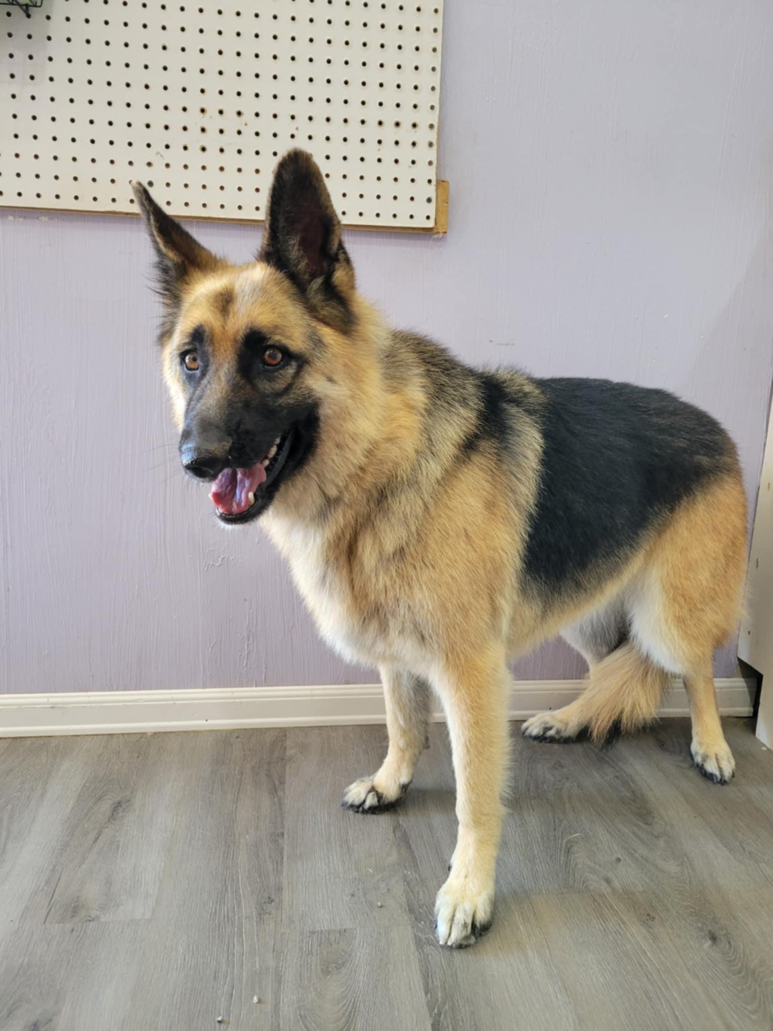Greta, a Adoptable German Shepherd Dog in Wrightwood, CA image 1/4