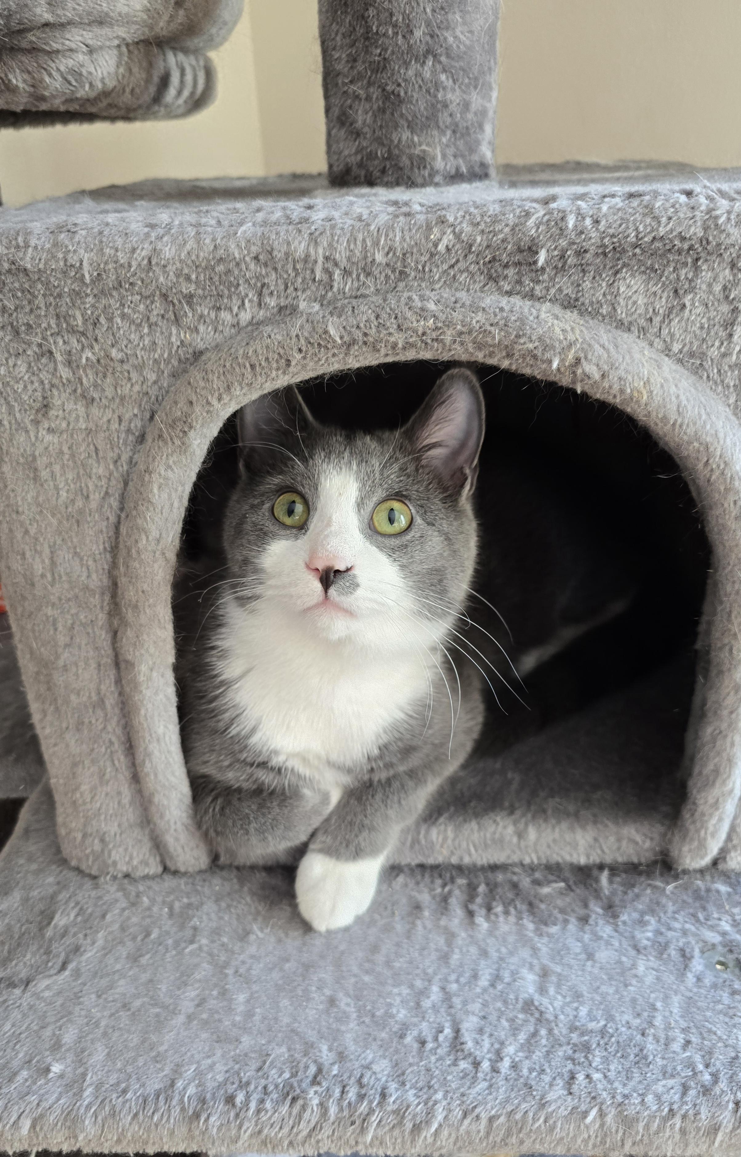 Enlarge Dynamo, a Adoptable Domestic Short Hair in Fargo, ND image 2/5
