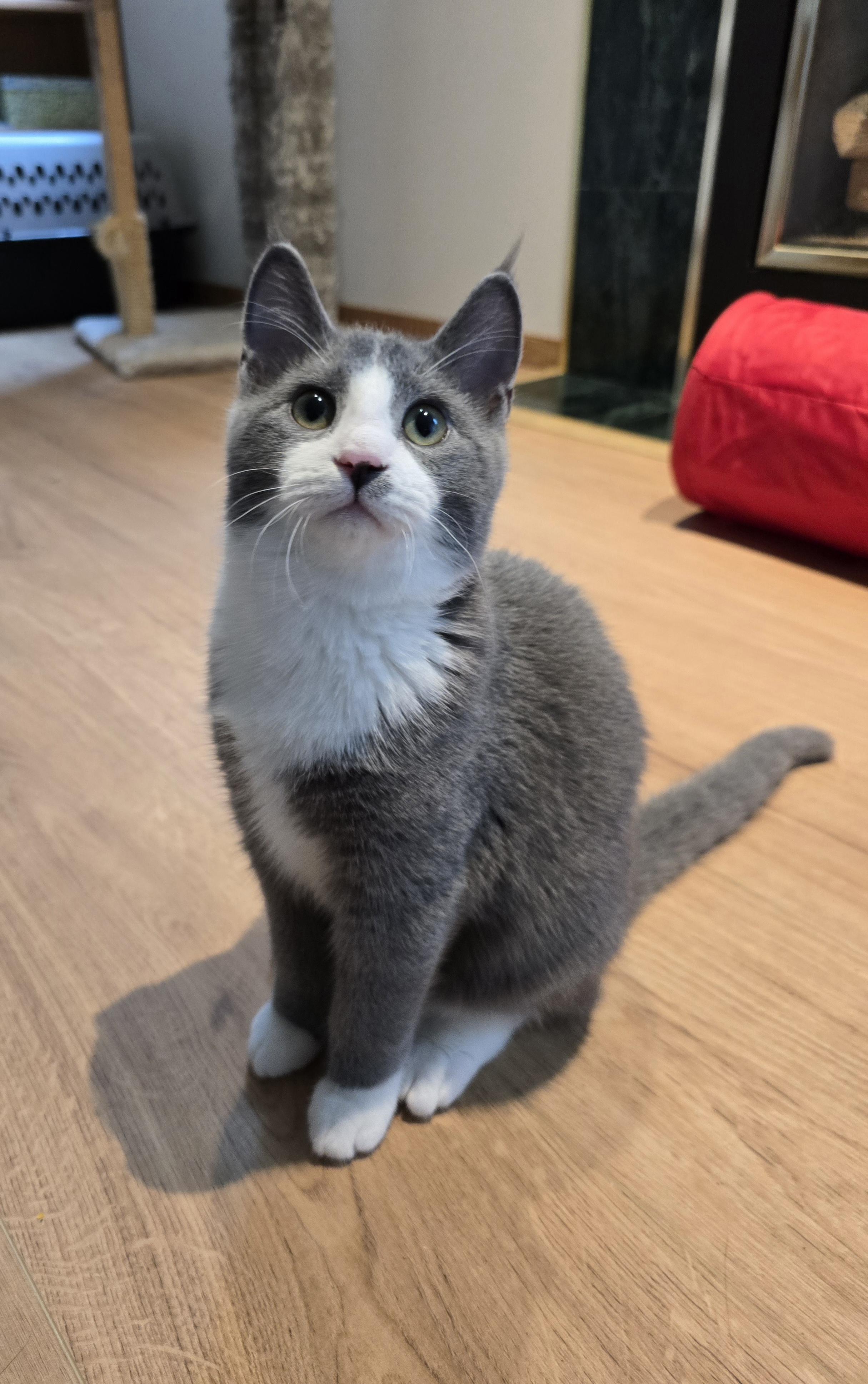 Dynamo, Adoptable, Young Male Domestic Short Hair.