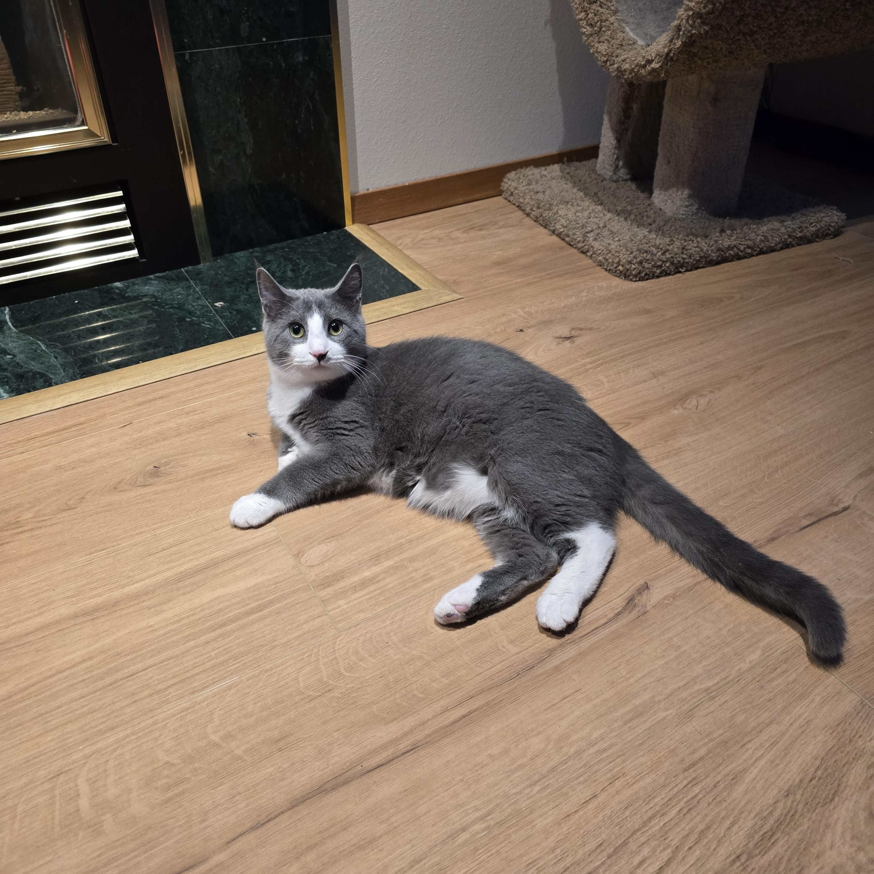 Enlarge Dynamo, a Adoptable Domestic Short Hair in Fargo, ND image 4/5