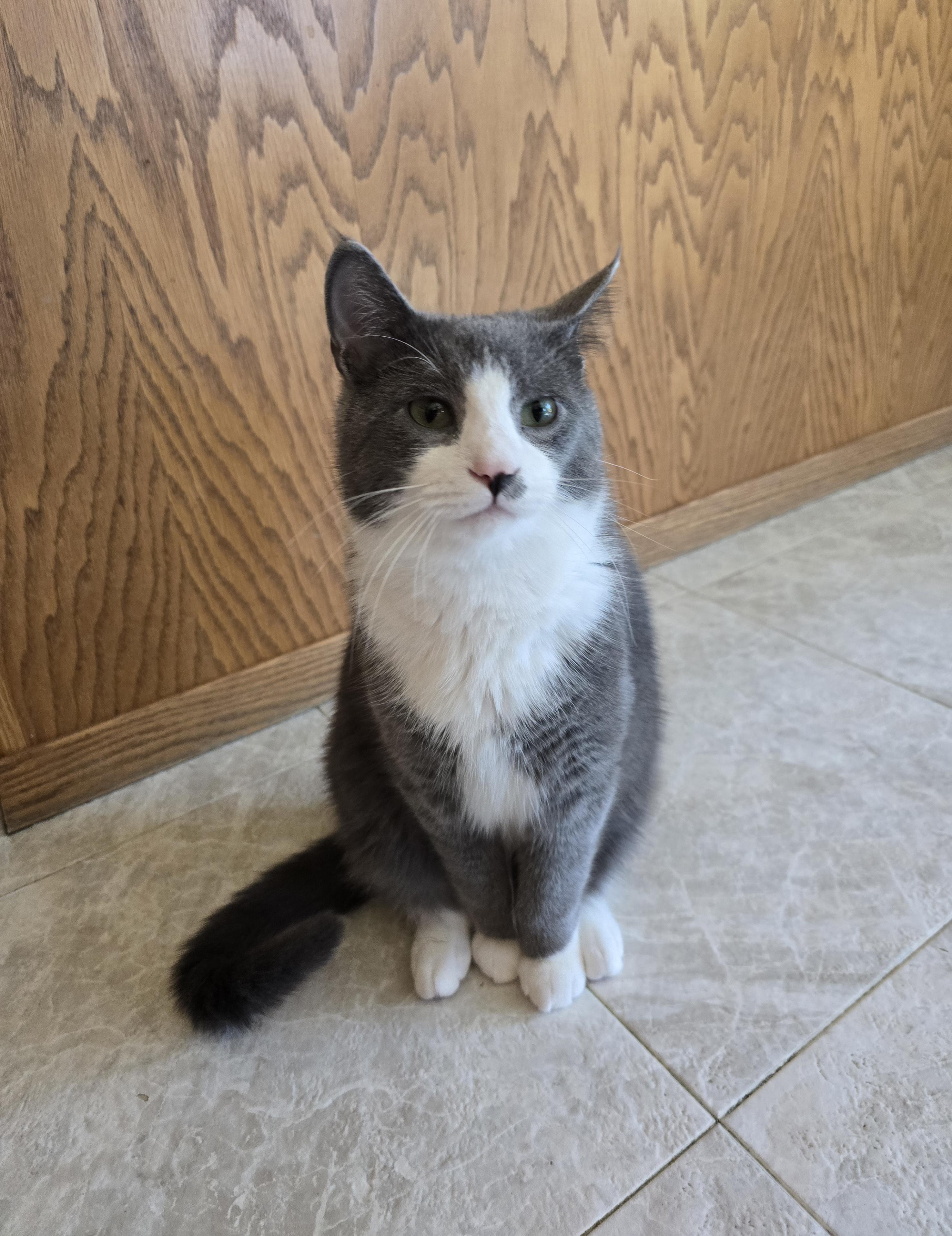 Dynamo, Adoptable, Young Male Domestic Short Hair.