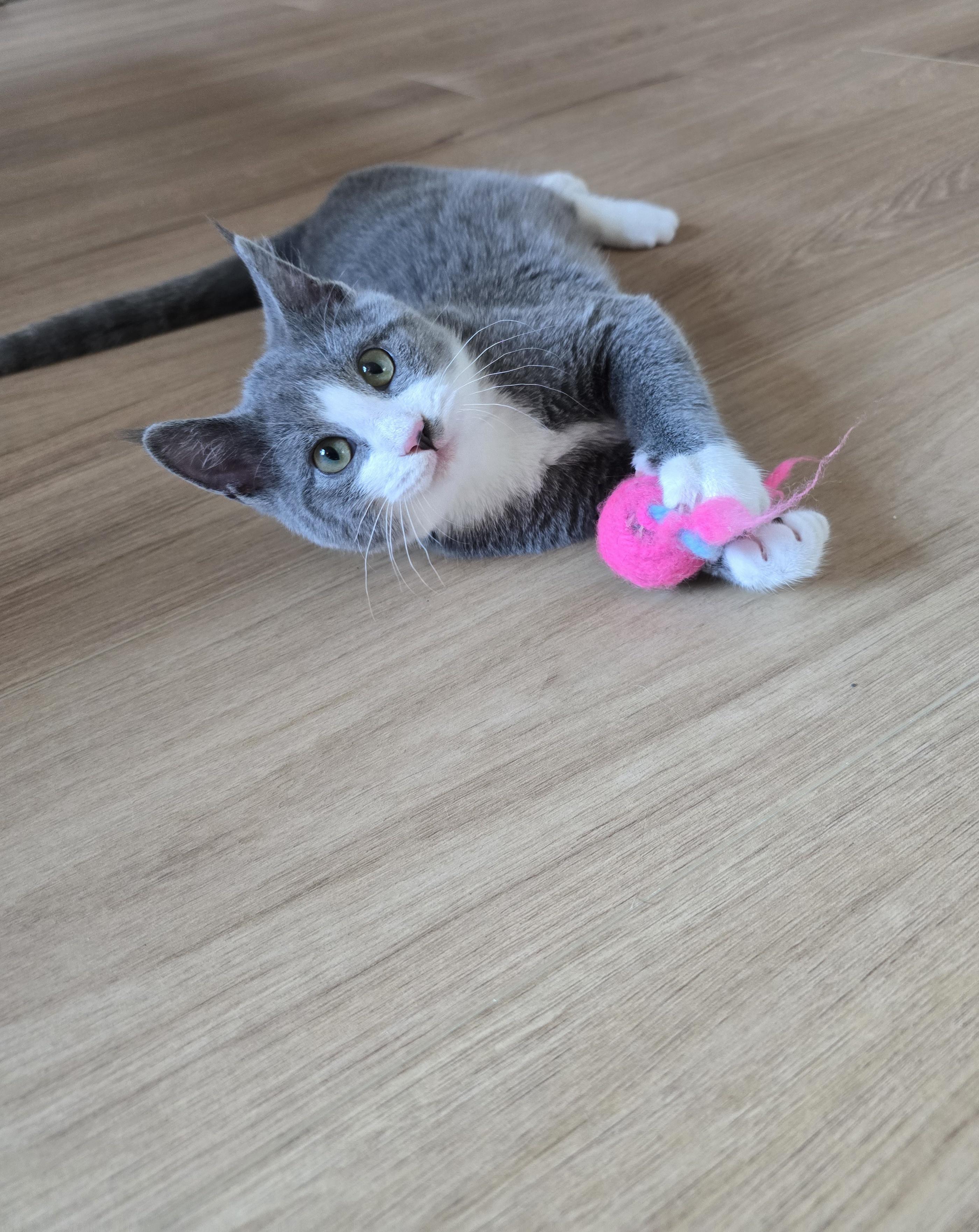 Dynamo, an adoptable Domestic Short Hair in Fargo, ND, 58104 | Photo Image 3