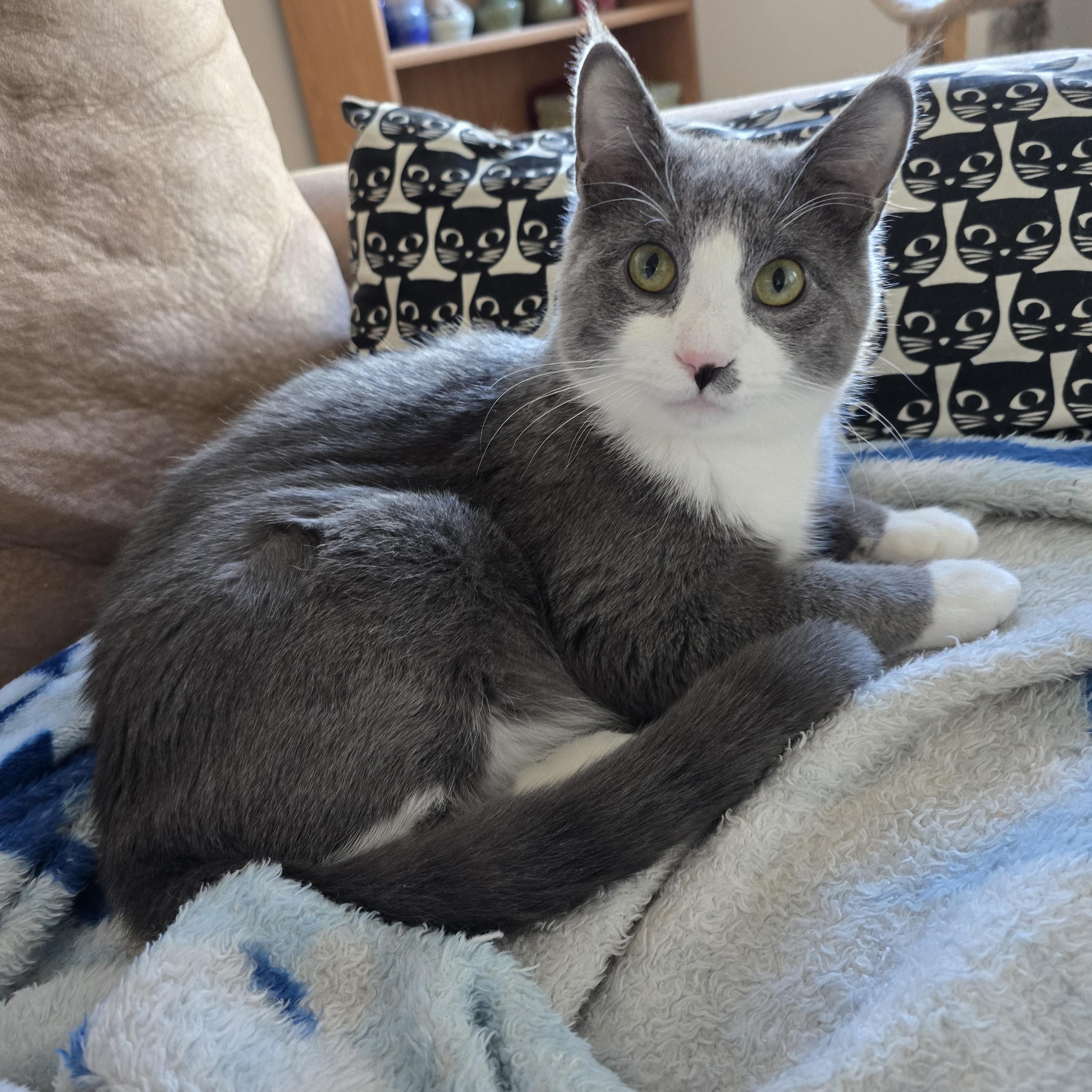 Dynamo, Adoptable, Kitten Male Domestic Short Hair.