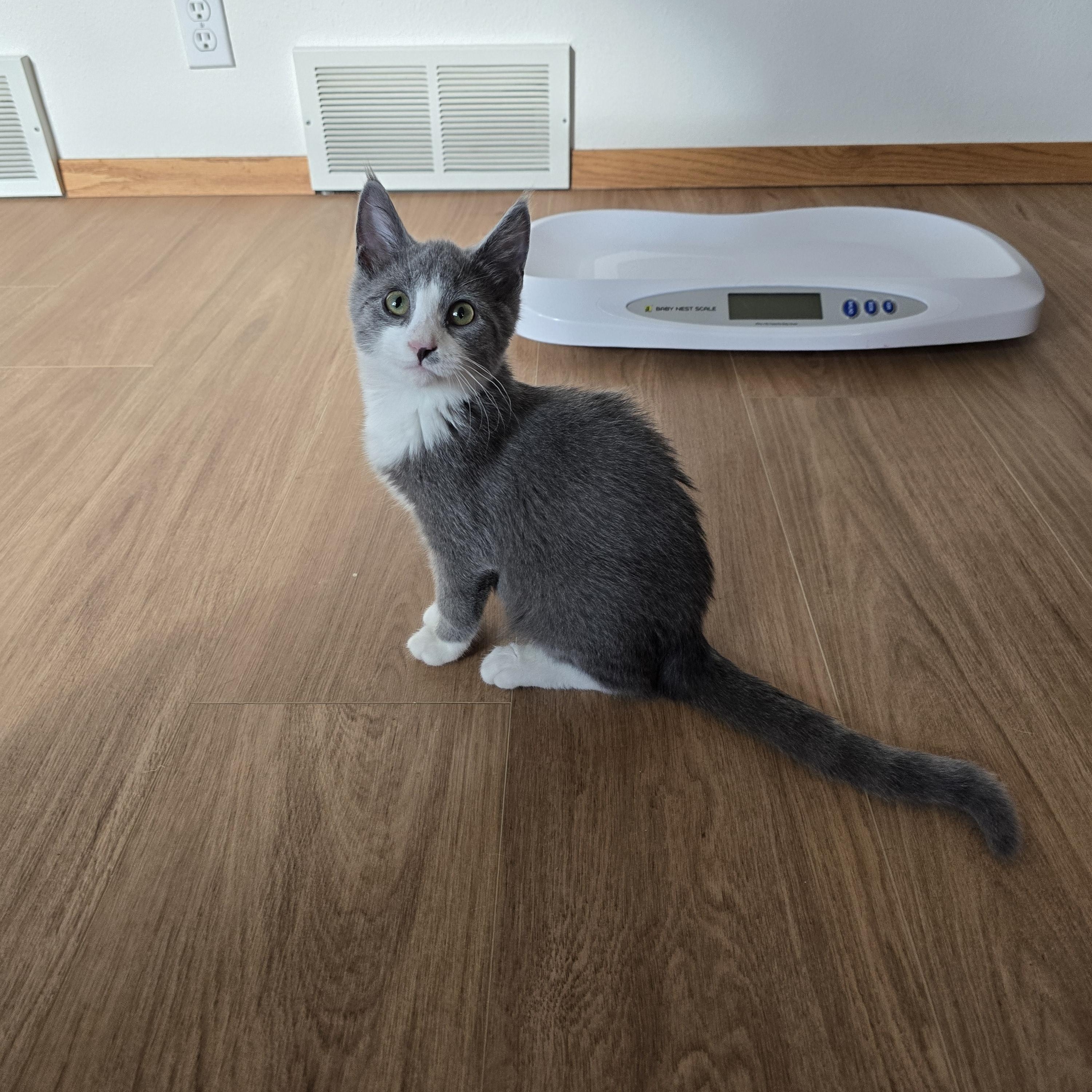 Dynamo, an adoptable Domestic Short Hair in Fargo, ND, 58104 | Photo Image 2