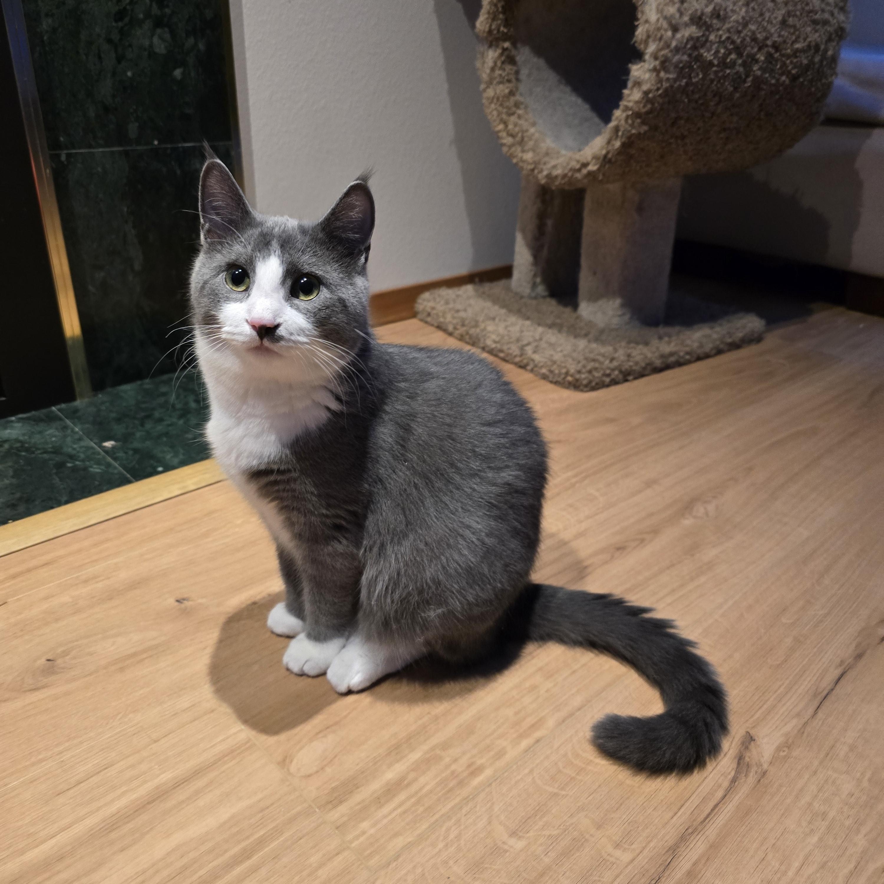 Enlarge Dynamo, a Adoptable Domestic Short Hair in Fargo, ND image 3/5