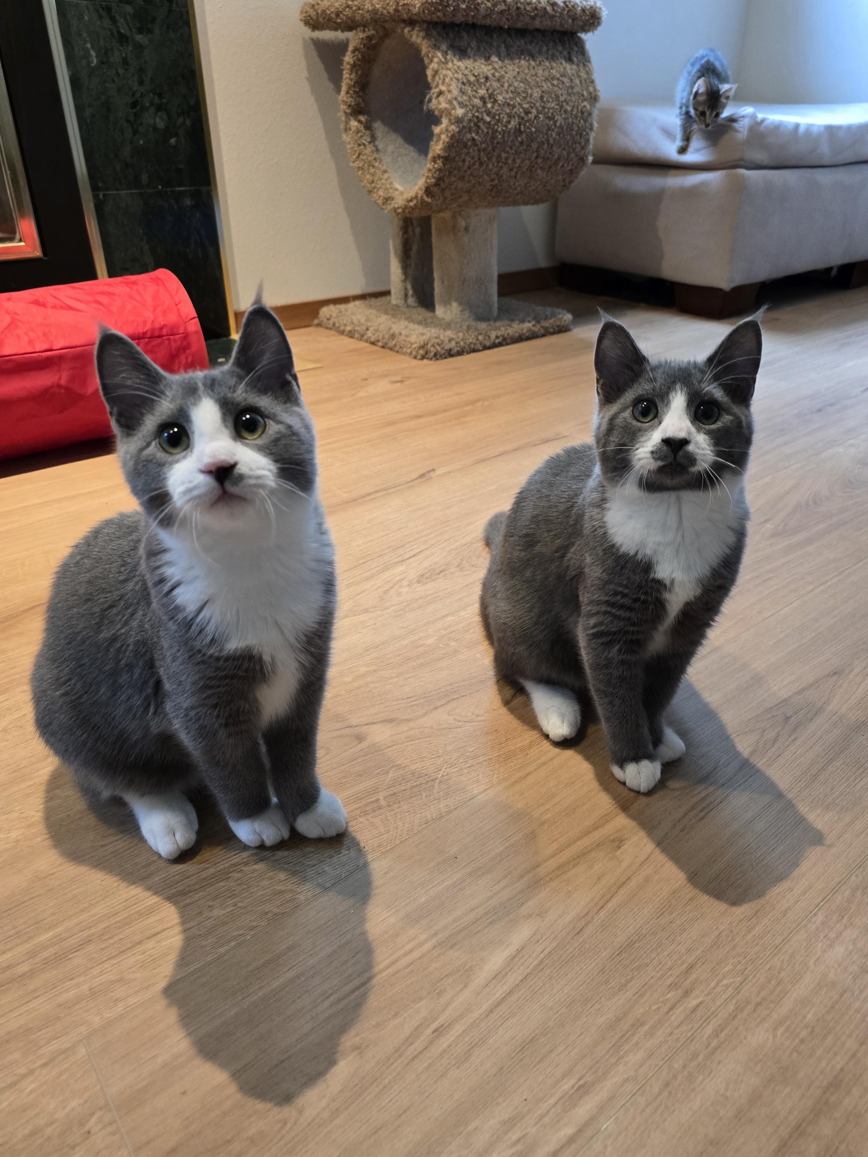 Dynamo, an adoptable Domestic Short Hair in Fargo, ND, 58104 | Photo Image 5