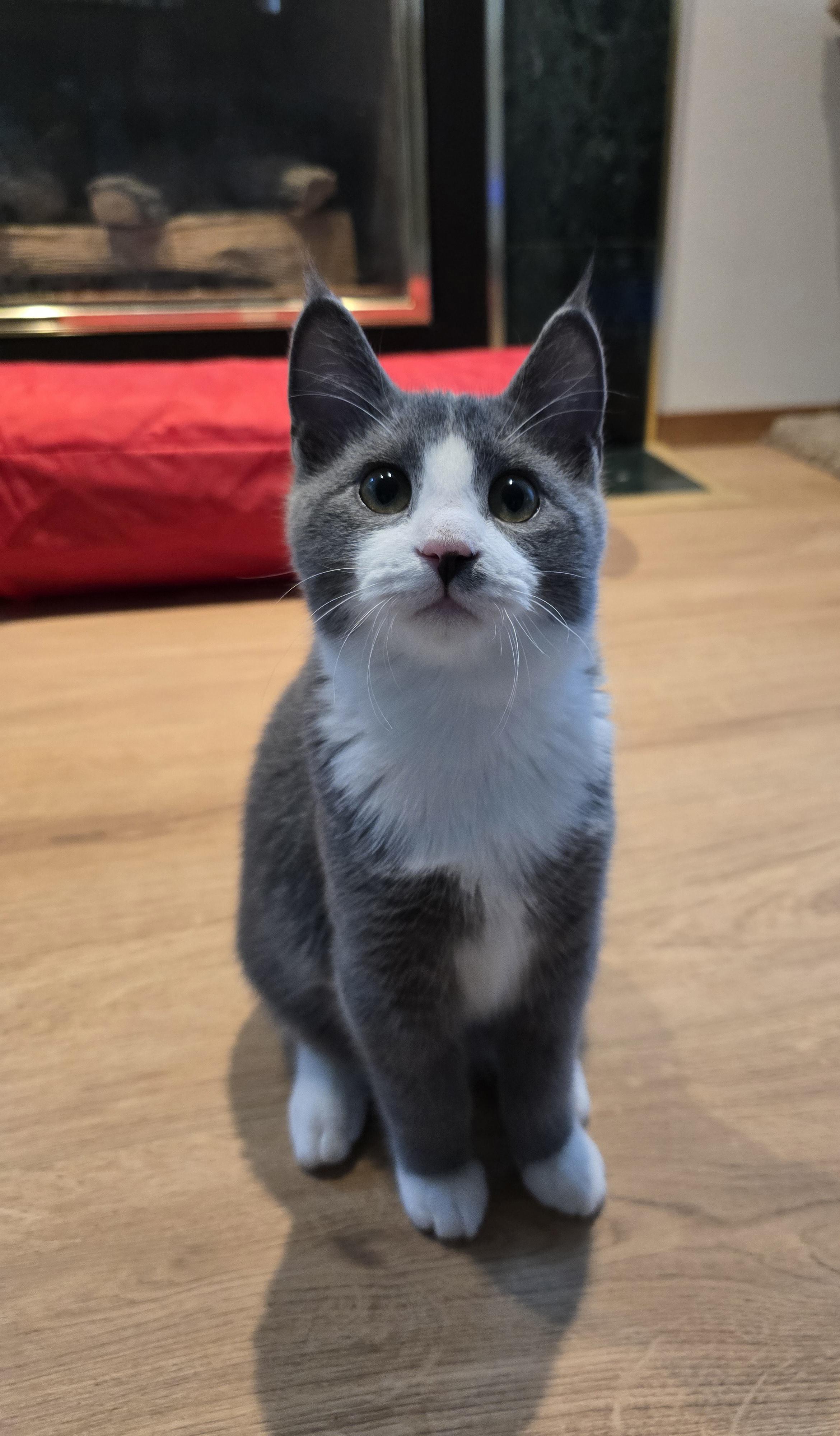 Dynamo, an adoptable Domestic Short Hair in Fargo, ND, 58104 | Photo Image 4