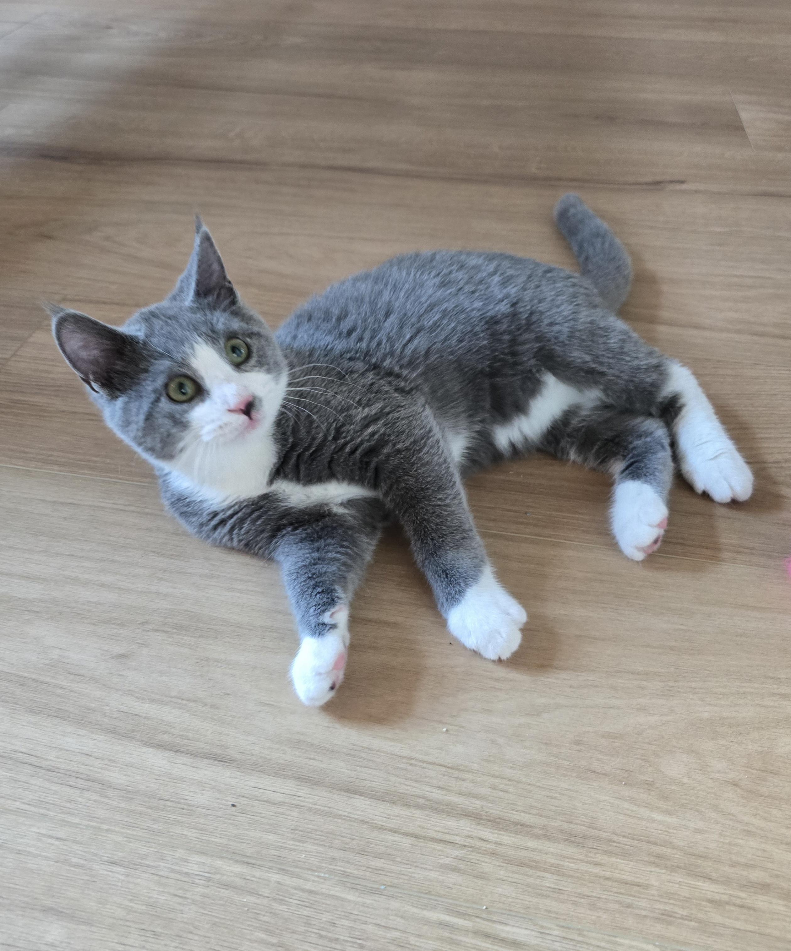 Dynamo, an adoptable Domestic Short Hair in Fargo, ND, 58104 | Photo Image 1