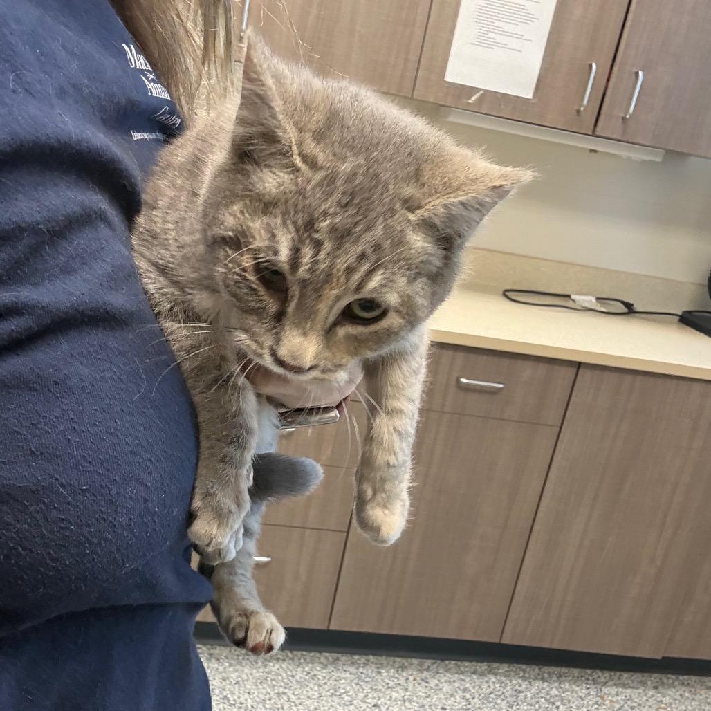 Enlarge Dime, a Adoptable Domestic Short Hair in Great Falls, MT image 1/6