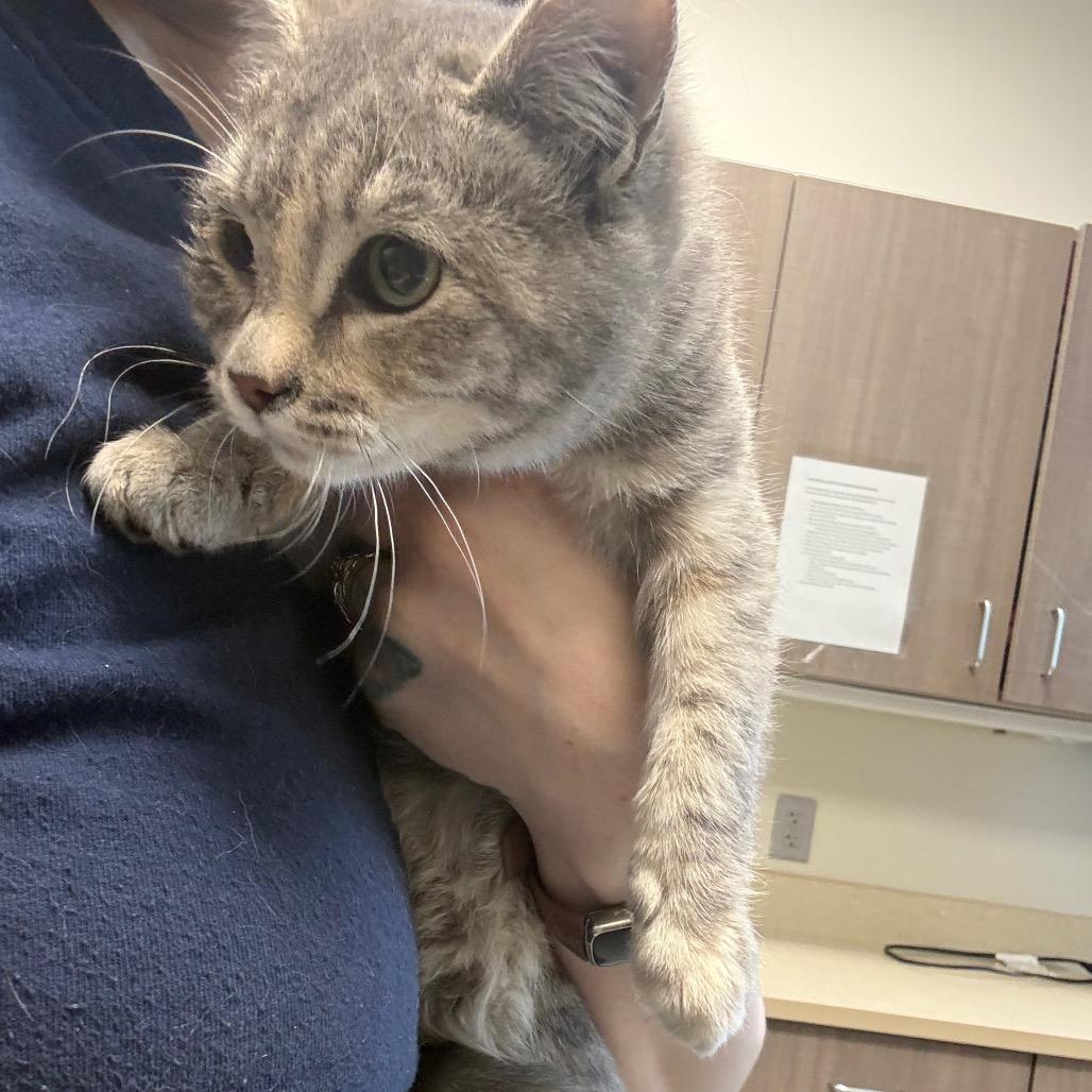 Enlarge Dime, a Adoptable Domestic Short Hair in Great Falls, MT image 2/6