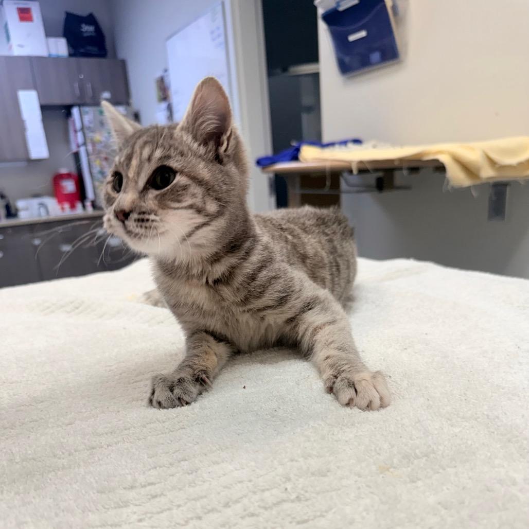 Enlarge Dime, a Adoptable Domestic Short Hair in Great Falls, MT image 3/6