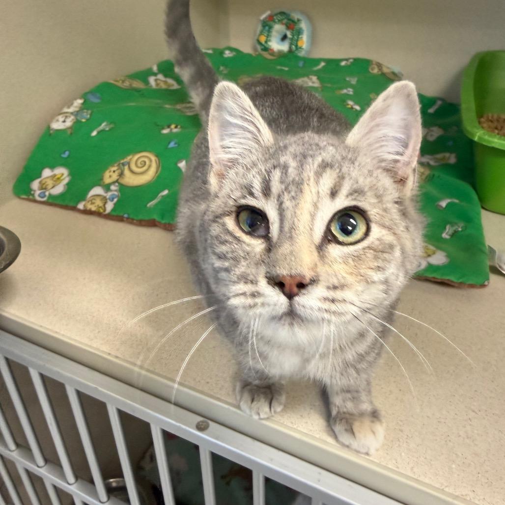 Enlarge Dime, a Adoptable Domestic Short Hair in Great Falls, MT image 4/6