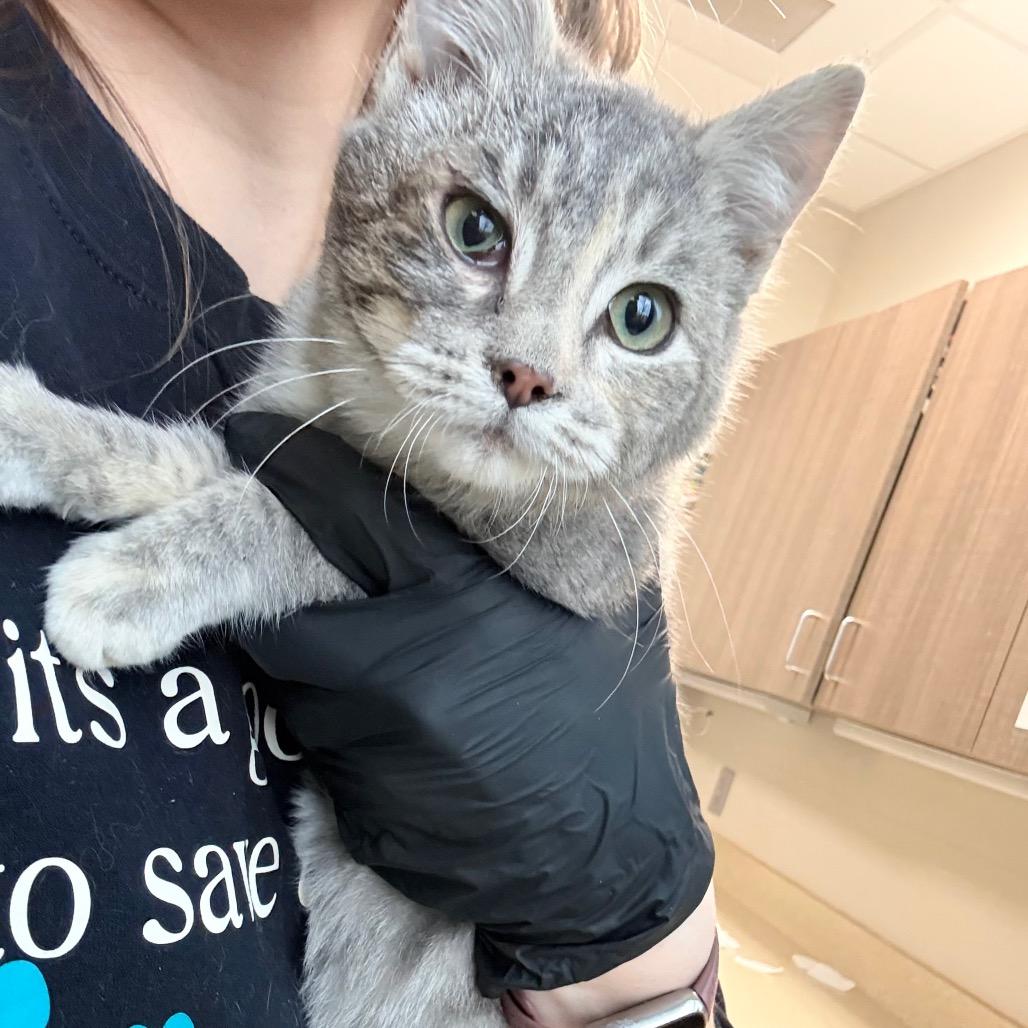 Enlarge Dime, a Adoptable Domestic Short Hair in Great Falls, MT image 5/6