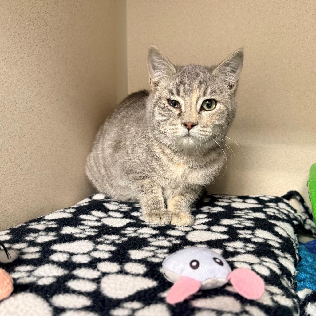 Enlarge Dime, a Adoptable Domestic Short Hair in Great Falls, MT image 6/6