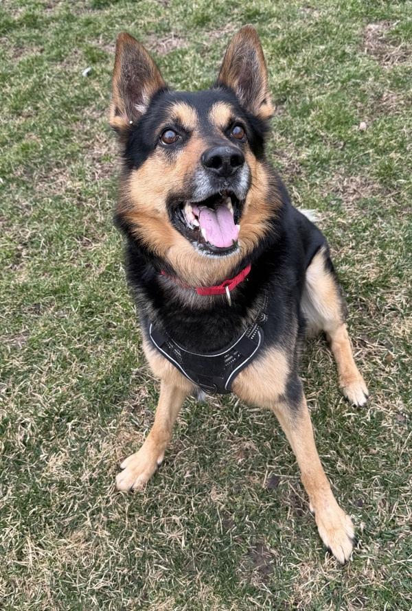 Enlarge King, a Adoptable mixed breed in Stratham, NH image 1/1