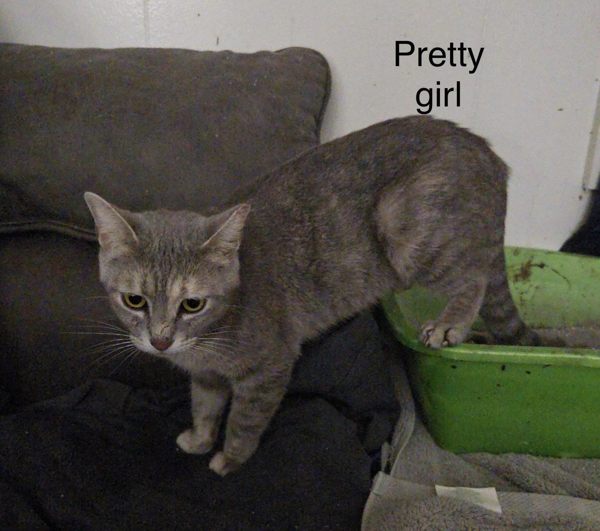 Pretty Girl, Adoptable, Adult Female Domestic Short Hair.