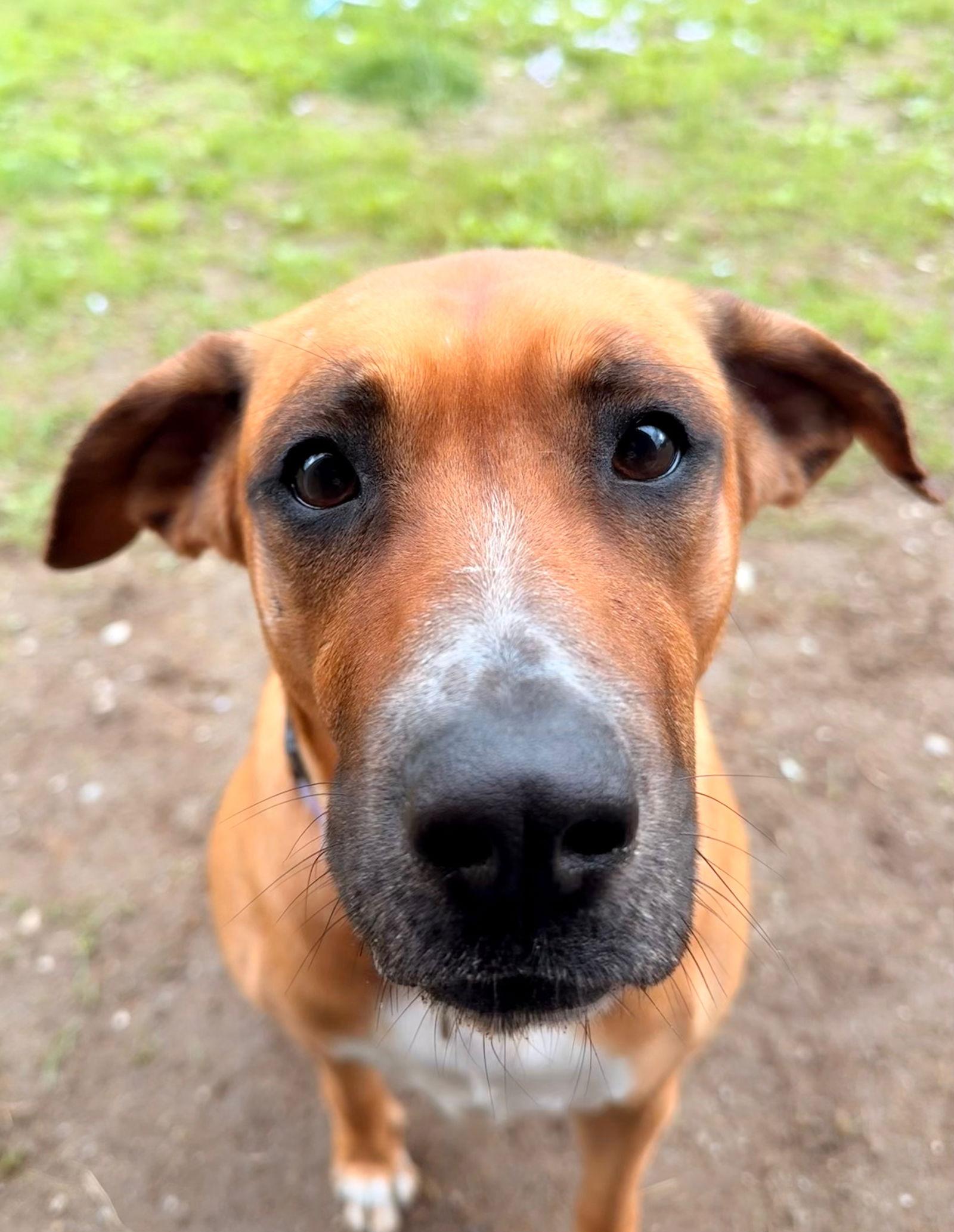 Daisy, Adoptable, Adult Female Hound.