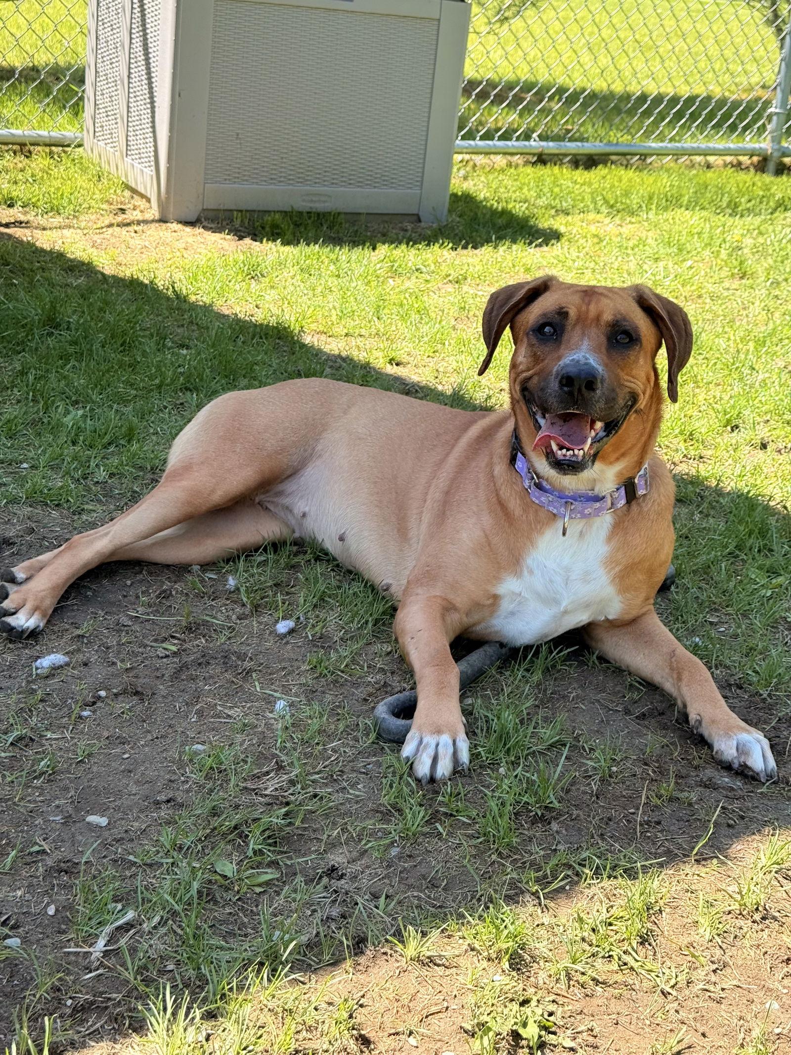 Enlarge Daisy, a Adoptable Hound in Arlington, VT image 2/3